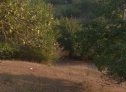 Satılır 12 sot torpaq Quba