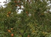 Satılır 75 sot torpaq Xaçmaz