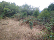 Satılır 12 sot torpaq Şamaxı