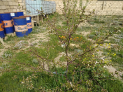 Satılır 8 sot torpaq Qobu