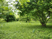 Satılır 46 sot torpaq Qəbələ