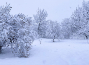 Satılır 10 sot torpaq Qəbələ