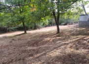 Satılır 30 sot torpaq Qəbələ