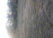 Satılır 8 sot torpaq Qəbələ