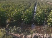 Satılır 350000 sot torpaq Neftçala