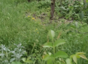 Satılır 12 sot torpaq Qusar