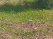 Satılır 40 sot torpaq Qəbələ