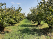 Satılır 100 sot torpaq Xaçmaz