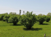 Satılır 10 sot torpaq Zaqatala