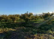 Satılır 30 sot torpaq Xaçmaz