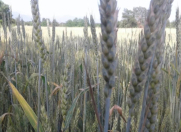 Satılır 1400 sot torpaq Qəbələ