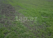 Satılır 30 sot torpaq Bərdə