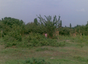 Satılır 11 sot torpaq Xaçmaz