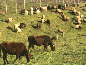 Satılır 55 sot torpaq İsmayıllı