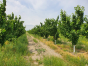 Satılır 120 sot torpaq Xaçmaz