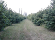 Satılır 220 sot torpaq Zaqatala