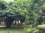 Satılır 21 sot torpaq Qəbələ