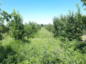 Satılır 165 sot torpaq Quba