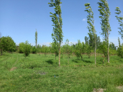 Satılır 85 sot torpaq Göyçay