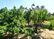 Satılır 25 sot torpaq Fatmayı