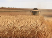 Satılır 176300 sot torpaq Salyan