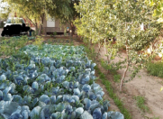 Satılır 20 sot torpaq Zirə