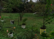 Satılır 10 sot torpaq Qəbələ