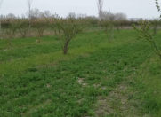 Satılır 153 sot torpaq Xaçmaz