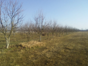 Satılır 130 sot torpaq Göyçay