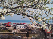 Satılır 1 otaqlı 20 m2 bağ evi Görədil