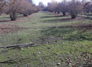 Satılır 20 sot torpaq Qəbələ