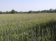 Satılır 1400 sot torpaq Qəbələ