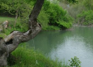 Satılır 60 sot torpaq Qəbələ