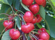 Satılır 2000 sot torpaq Quba