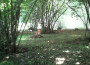 Satılır 14 sot torpaq Oğuz