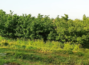 Satılır 50 sot torpaq Qusar