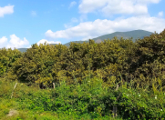 Satılır 147 sot torpaq Qax