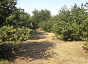 Satılır 54 sot torpaq Qəbələ