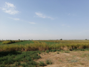 Satılır 721 sot torpaq Neftçala