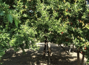 Satılır 9 sot torpaq Qax