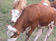 Satılır 2 otaqlı 1000 m2 obyekt Balaxanı