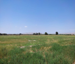 Satılır 1900 sot torpaq Yevlax