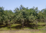 Satılır 42 sot torpaq Qəbələ