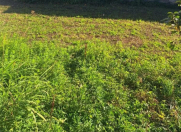 Satılır 2 sot torpaq Xırdalan