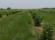 Satılır 50 sot torpaq Xaçmaz