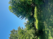 Satılır 54 sot torpaq Qəbələ