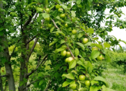 Satılır 35 sot torpaq Tovuz