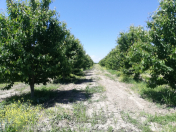 Satılır 1400 sot torpaq Quba