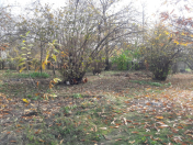 Satılır 30 sot torpaq Qəbələ