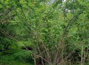 Satılır 30 sot torpaq Qəbələ